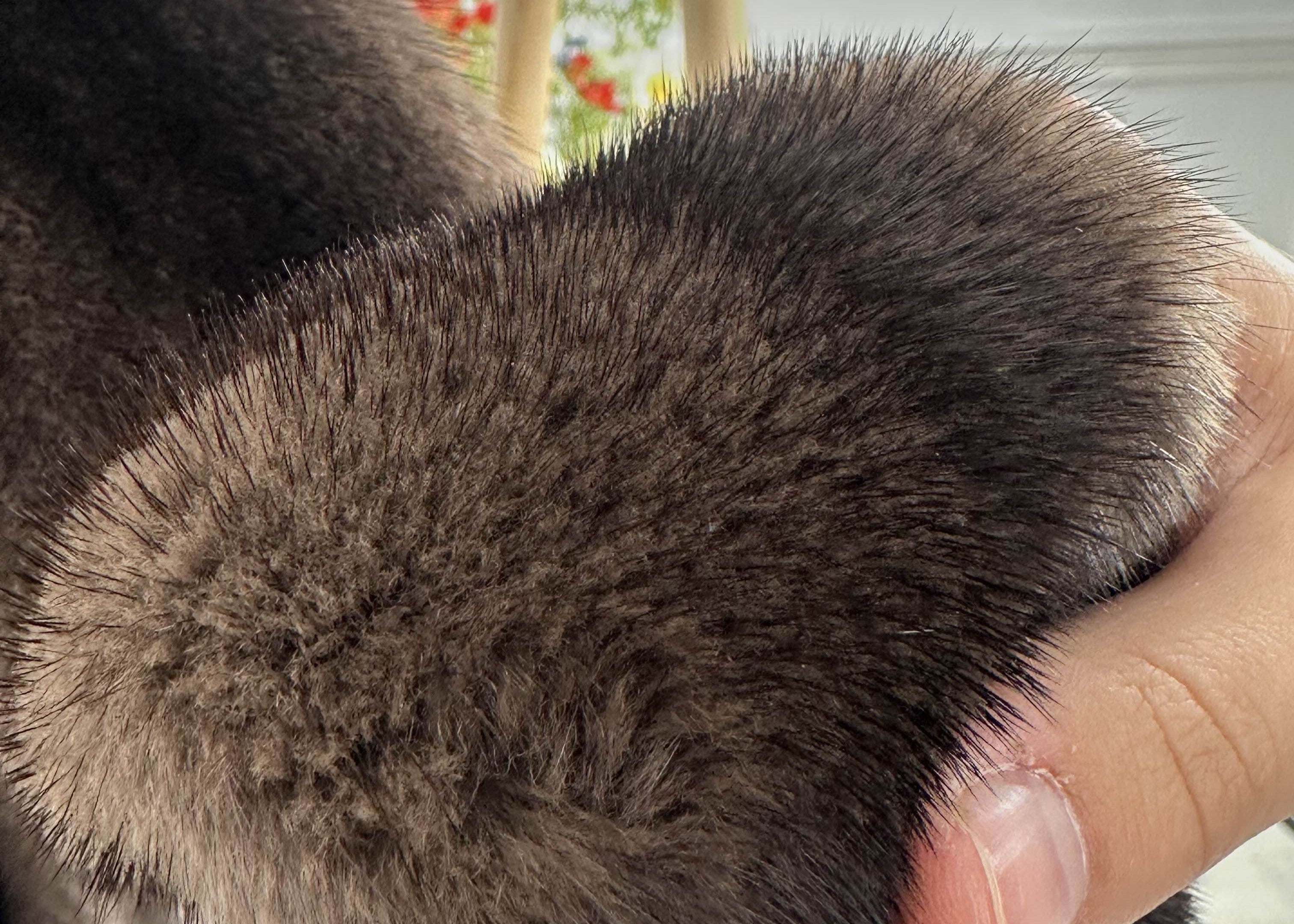 How to Preserve Your Fur Coat: A Complete Guide to Maintaining Luxury